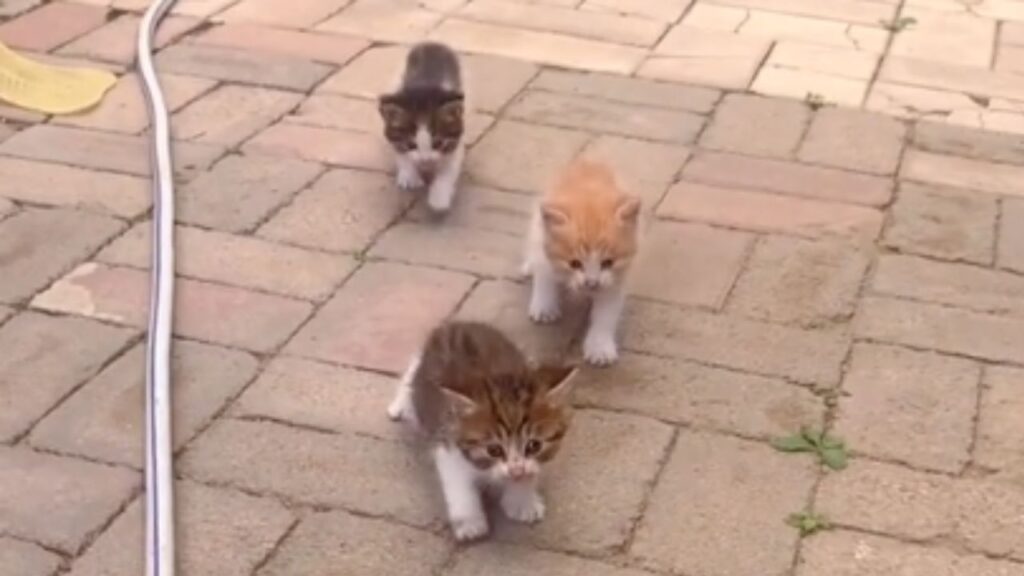 piccoli gatti