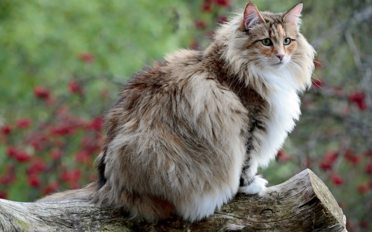 Gatto delle Foreste Norvegesi