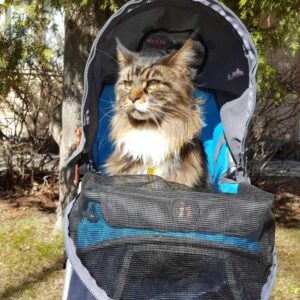 Passeggino per gatti: che cos’è e a che cosa serve