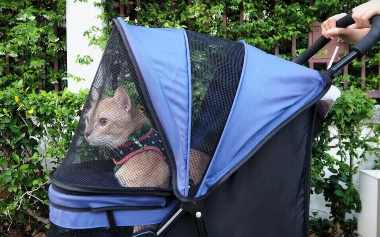 gatto sul passeggino