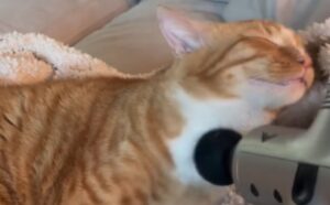 La faccia di questo gatto mentre la sua mamma umana usa su di lui la pistola massaggiante non ha prezzo (VIDEO)