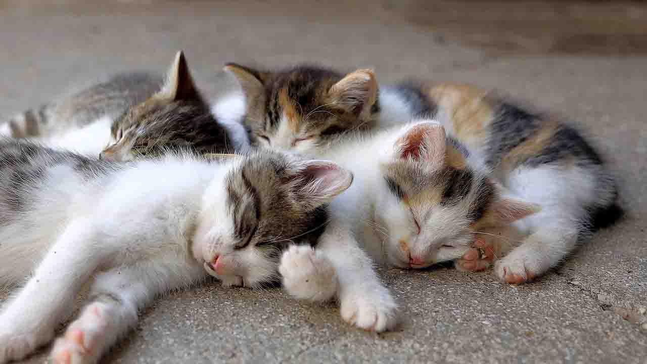 quattro gatti a terra