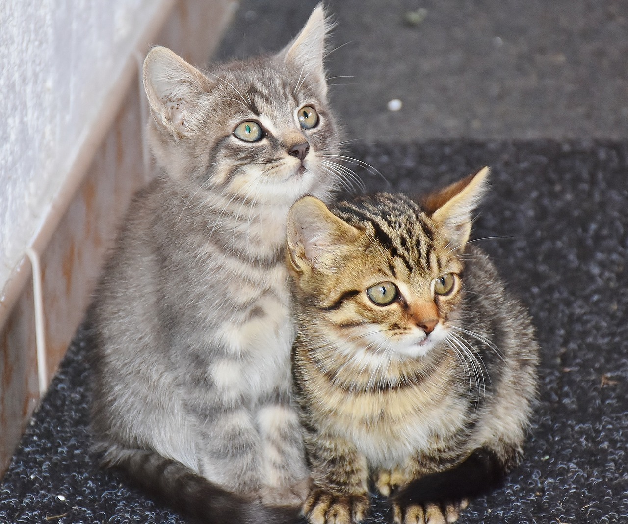Coppia di gatti in strada