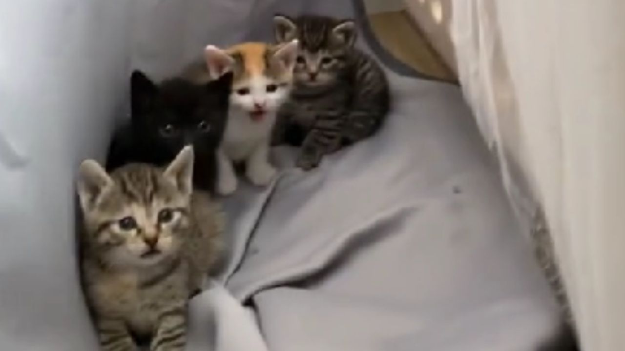 quattro gattini abbandonati