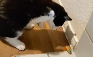 La gattina soffre di una rara malformazione ma nessuno la fermerà dal cacciare l’insetto entrato in casa (VIDEO)