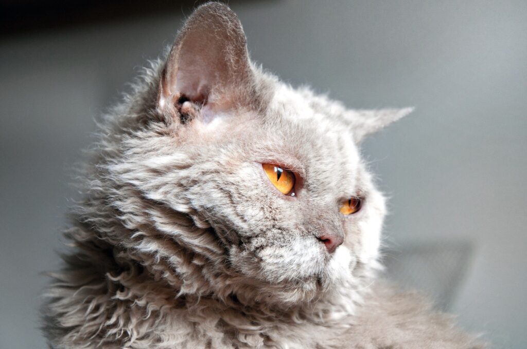 Selkirk Rex gatto