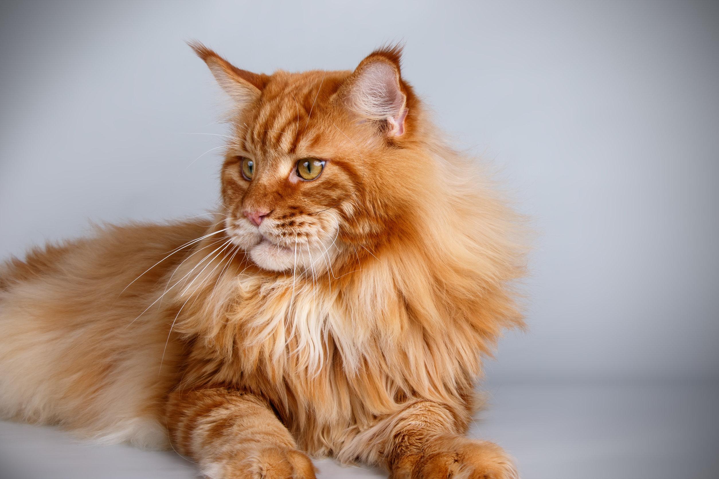 gatto maine coon