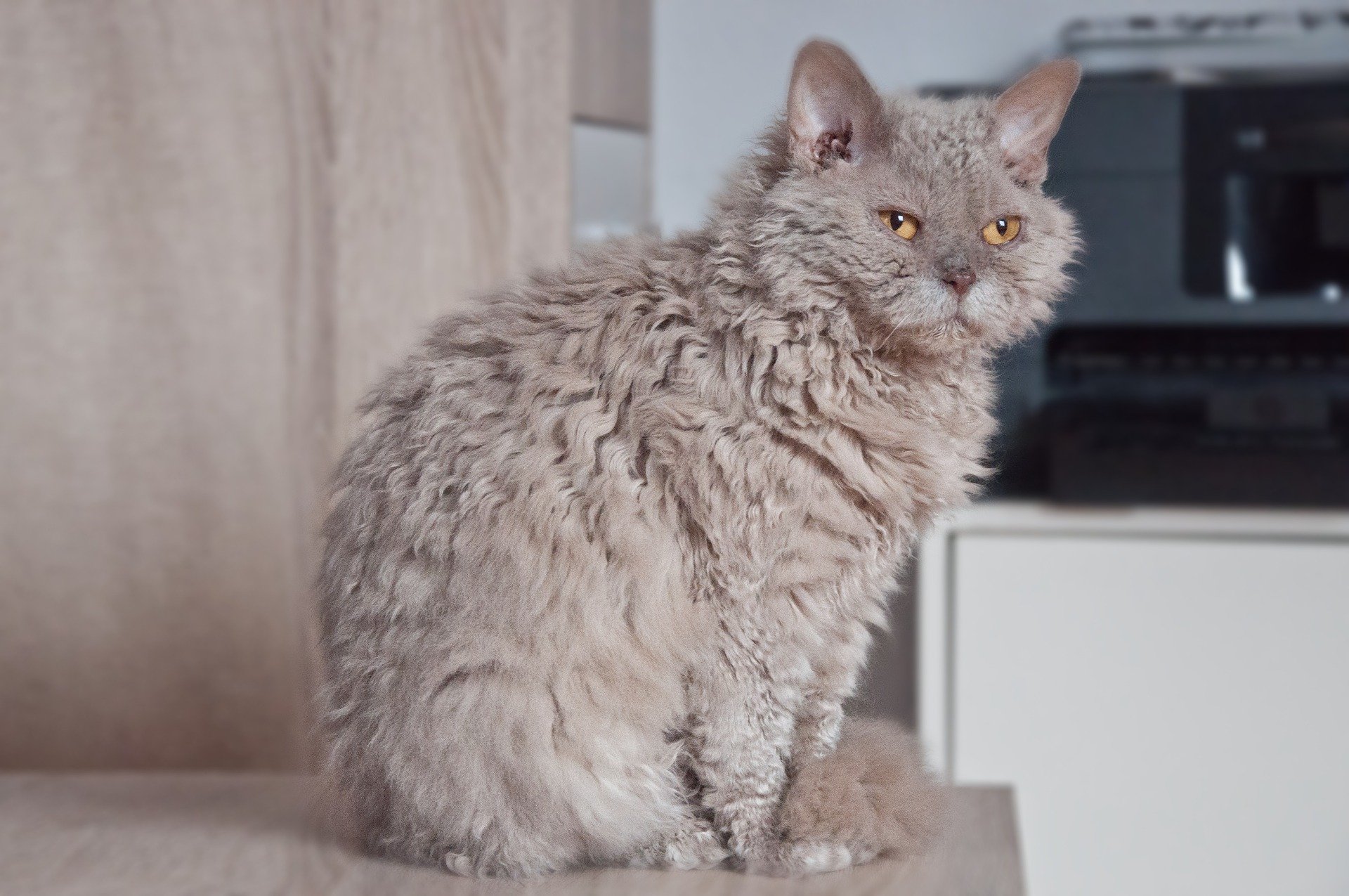 Selkirk Rex Longhair gatto