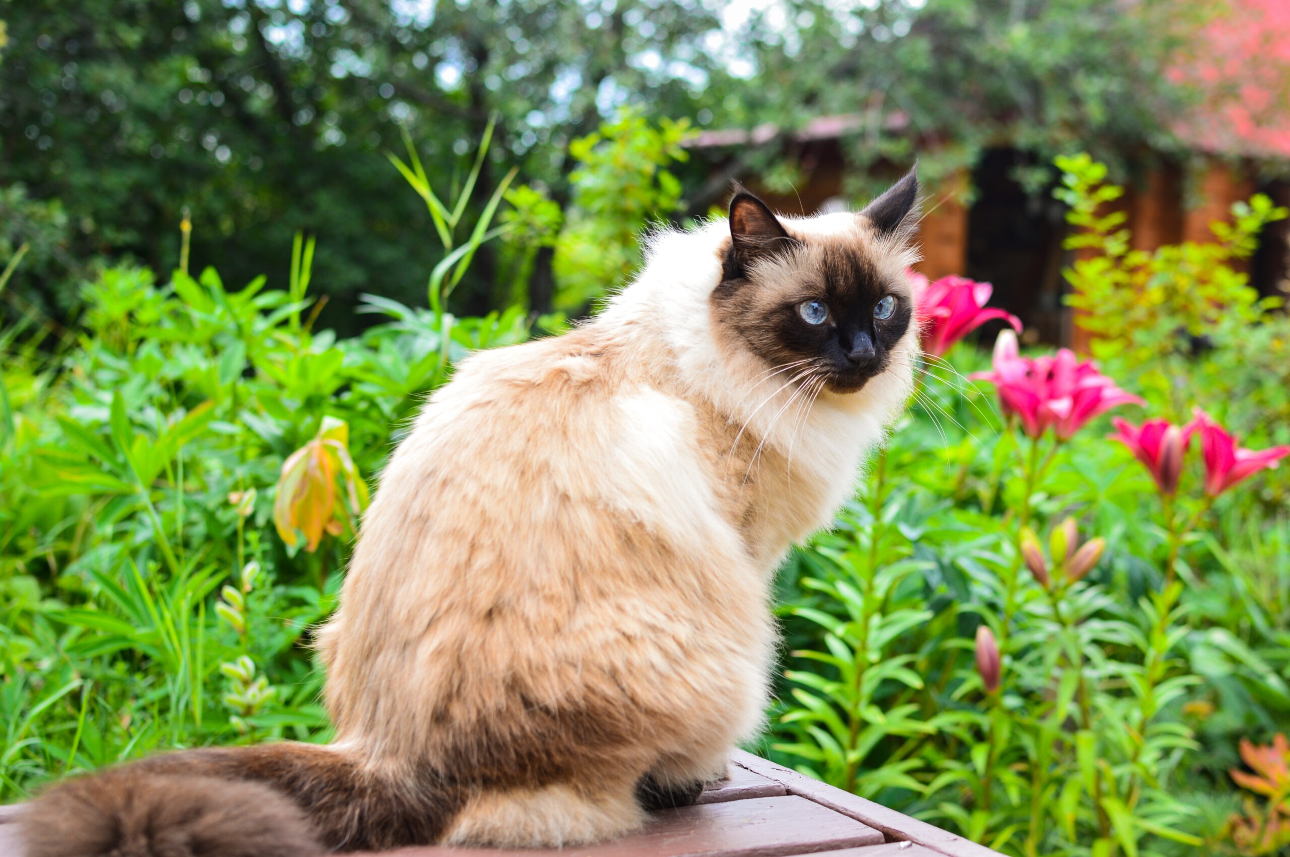 gatto balinese