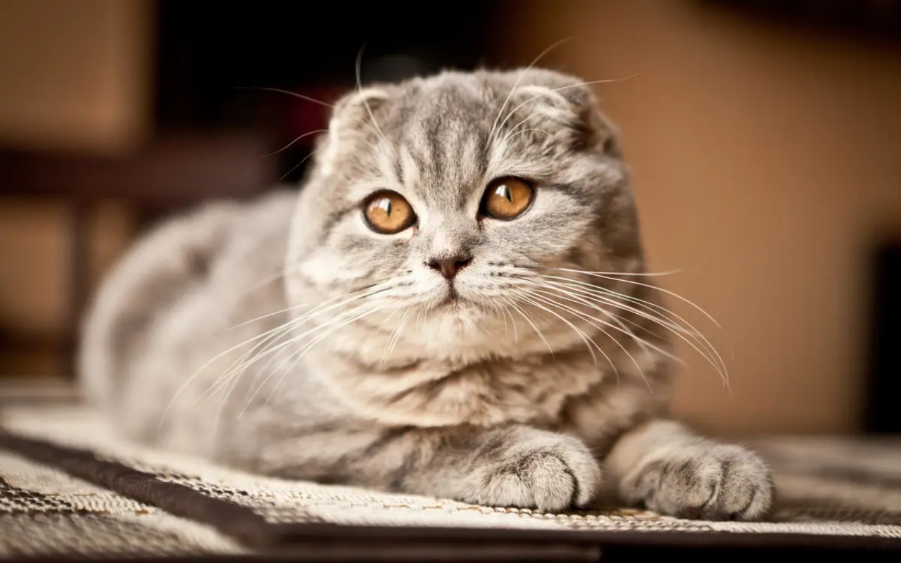 Scottish Fold