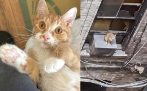 Ha vissuto per giorni all’esterno, sopra un condizionatore, ma ora questo gatto è finalmente felice