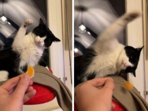 No, questo gatto non apprezza affatto lo spicchio di mandarino che la mamma umana vuole dargli