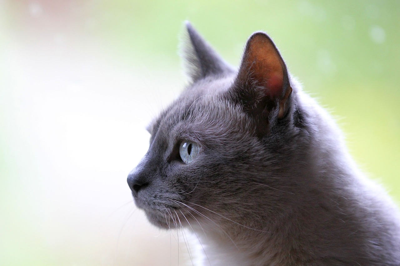 Gatto grigio con occhi chiari