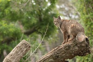 A quanto pare una nuova specie di gatto è tornata “in vita” dopo 15 milioni di anni