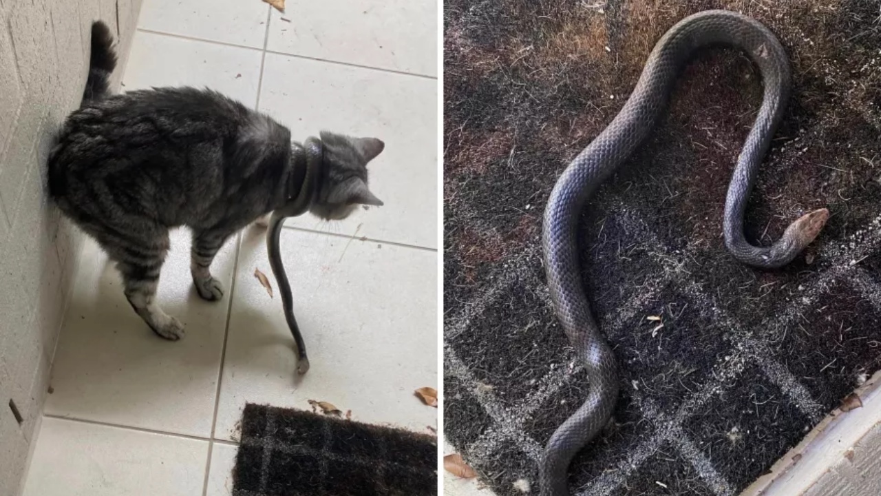 serpente attacca gatto
