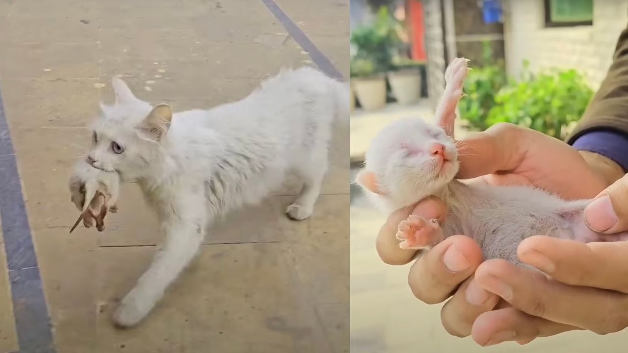 Gatta chiede aiuto per i suoi cuccioli