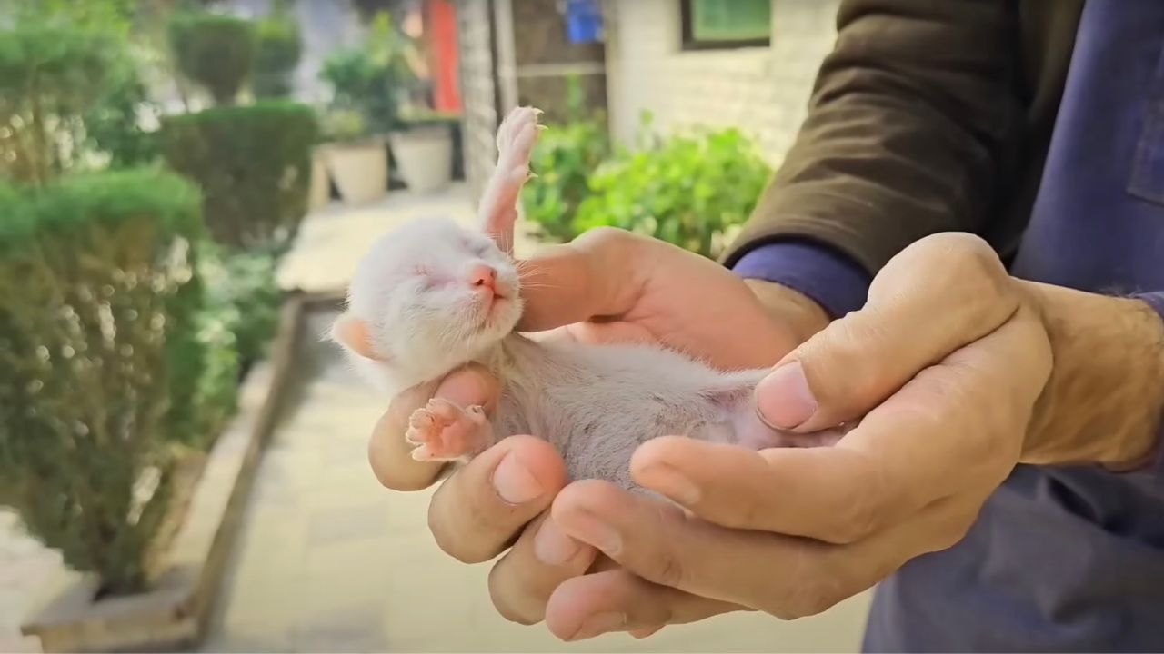 Cucciolo di gatto in mano