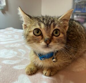 Dopo che lo hanno colpito con una pistola ad aria compressa, il gattino è rimasto paralizzato. Ma con forza sta ricominciando a muoversi
