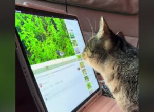 “E tu come fai a saperlo”? Il proprietario di questo gatto rimane sconvolto dalle sue abilità tecnologiche