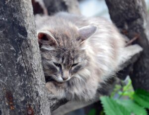 È un dolore che lascia il segno: le ricerche confermano che i gatti ricordano di essere stati abbandonati