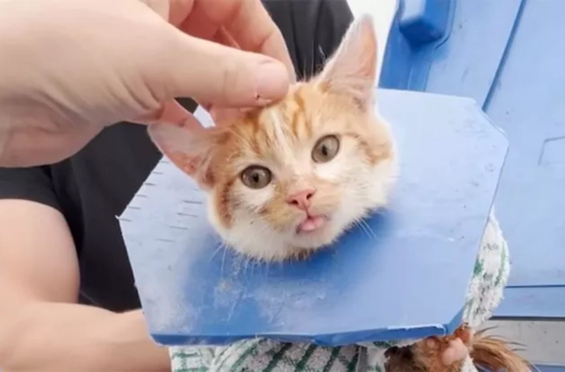 gatto bloccato salvato da soccorritori