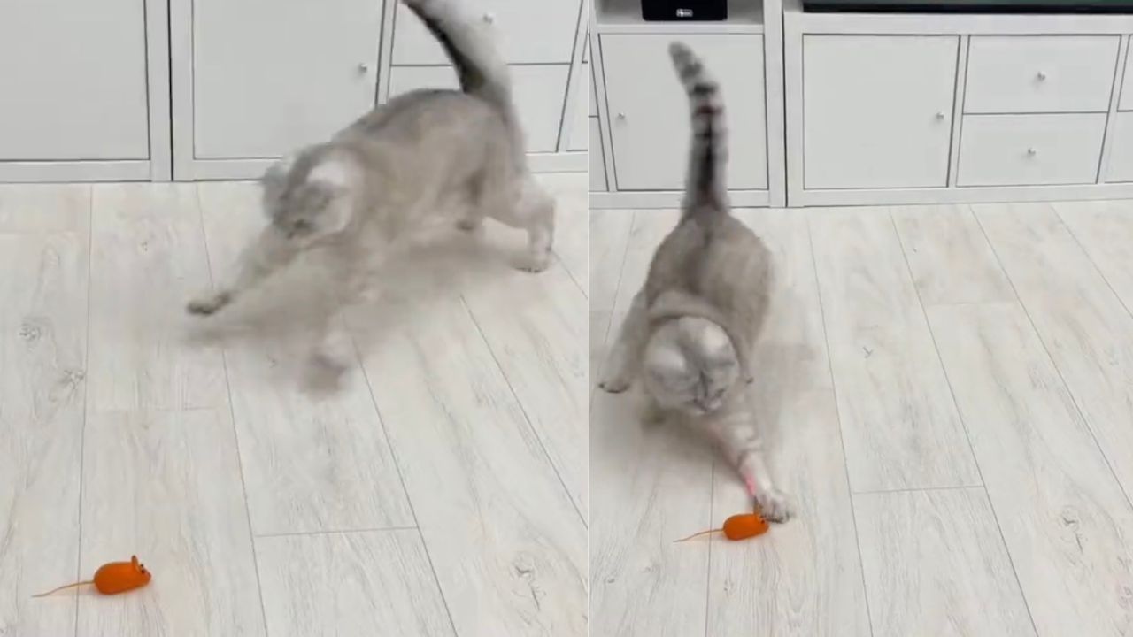 Gatto afferra topo giocattolo