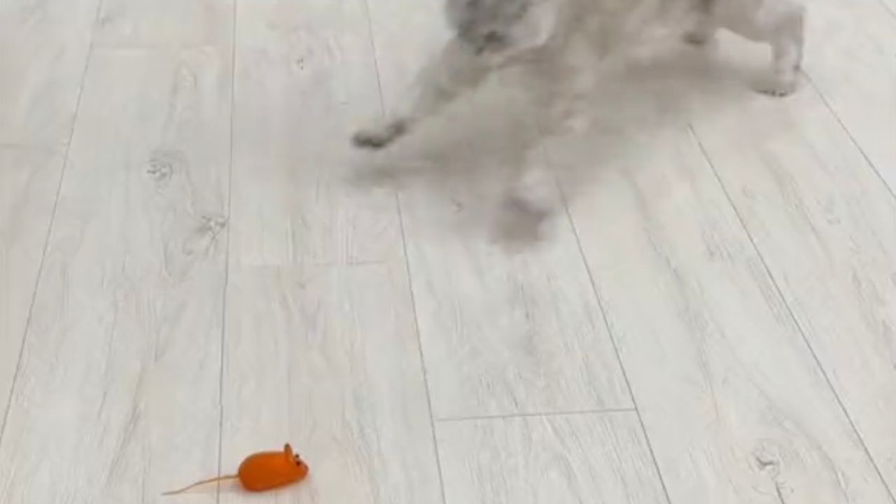 Gatto intento a giocare con topo finto