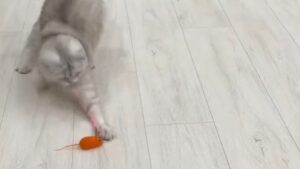 Gatto gioca con finto topolino