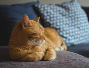 I gatti dimenticano il padrone dopo 3 giorni: ma è una leggenda o c’è un fondo di verità?