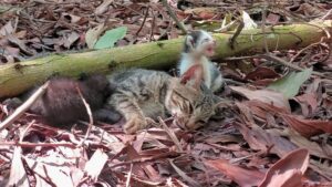 I gattini continuavano disperatamente a chiedere aiuto: la loro amata mamma gatta era stata schiacciata da un albero – Video