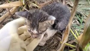 I soccorritori non hanno creduto ai propri occhi quando hanno visto cosa è successo a questi poveri gattini – Video