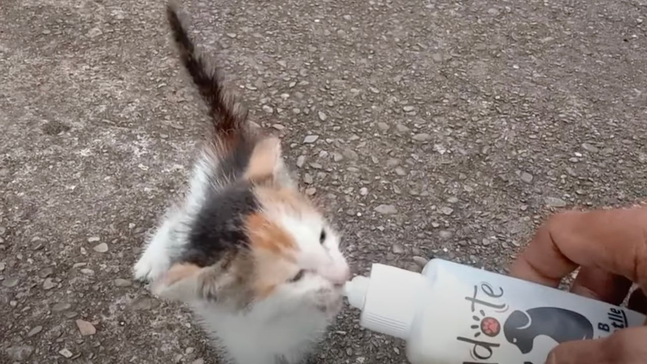 Gattino beve latte