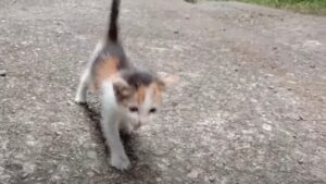 Il gattino aveva perso tutto: la sua mamma gatta, il cibo, la gioia. Poi però qualcuno si è accorto di lui – Video