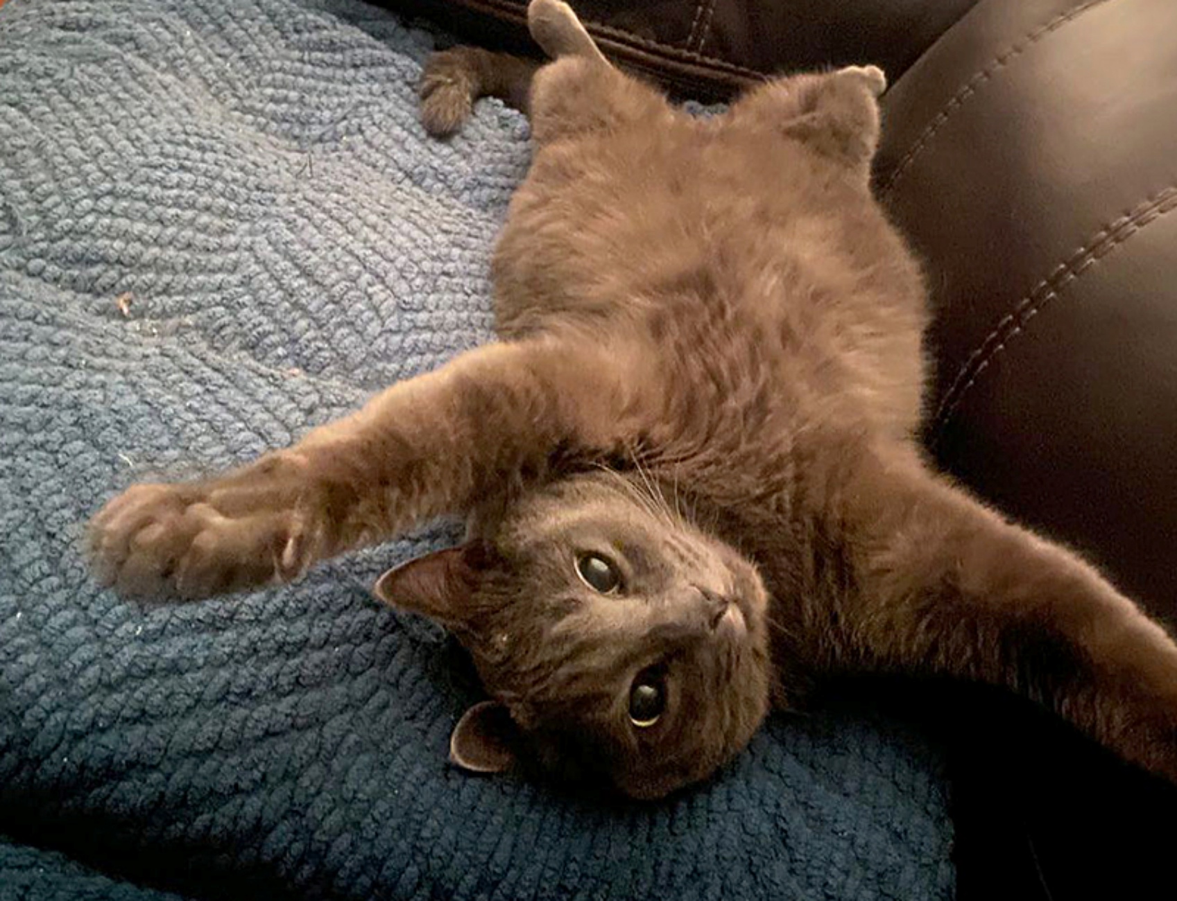 gattino sul divano