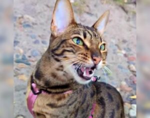 Il gatto Savannah ha un talento particolare: imita alla perfezione tutti i suoni della natura