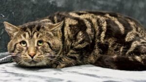 Il gatto del rifugio era diventato tristissimo perché nessuno lo guardava: tutti pensavano che non sarebbe mai uscito da lì – Video