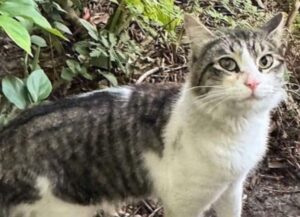 Il gatto osserva a distanza una persona per molto tempo, poi finalmente si decide a fare il passo che gli cambia la vita