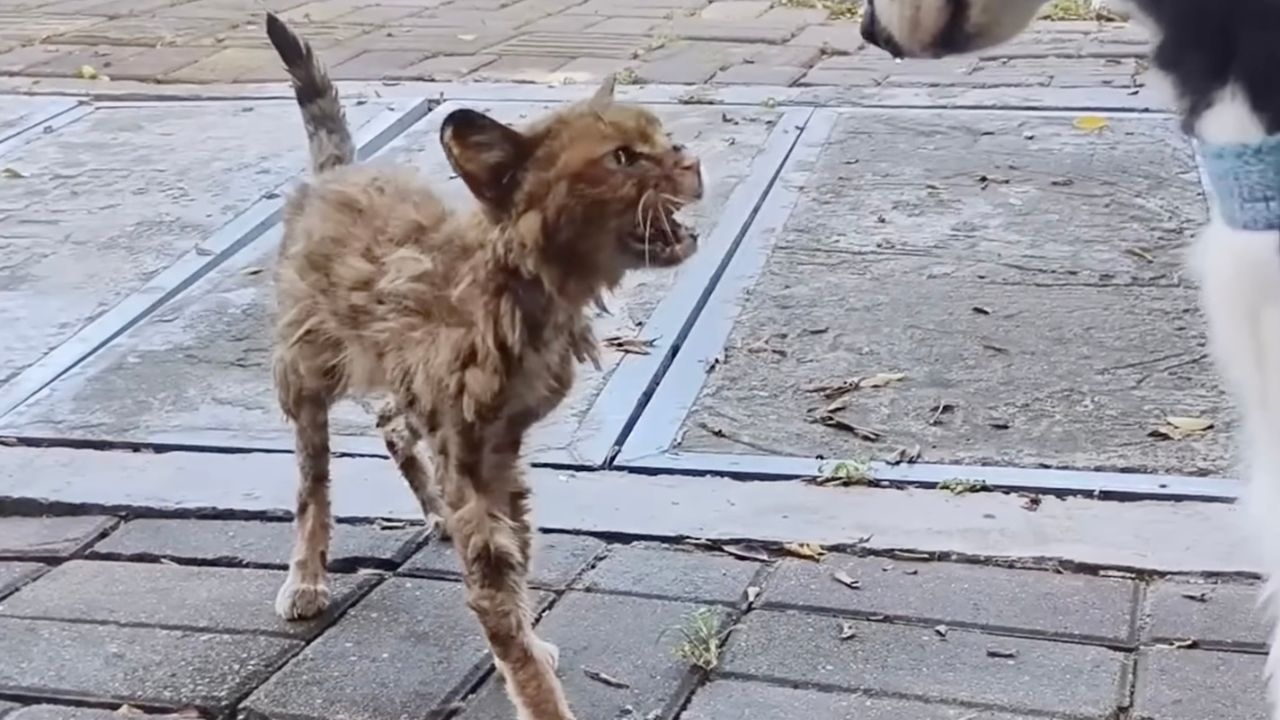 Gatto randagio vaga per strada