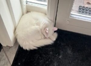 Il gatto sordo ha iniziato a dormire davanti alla porta di casa, ma per lungo tempo nessuno ne aveva capito il motivo