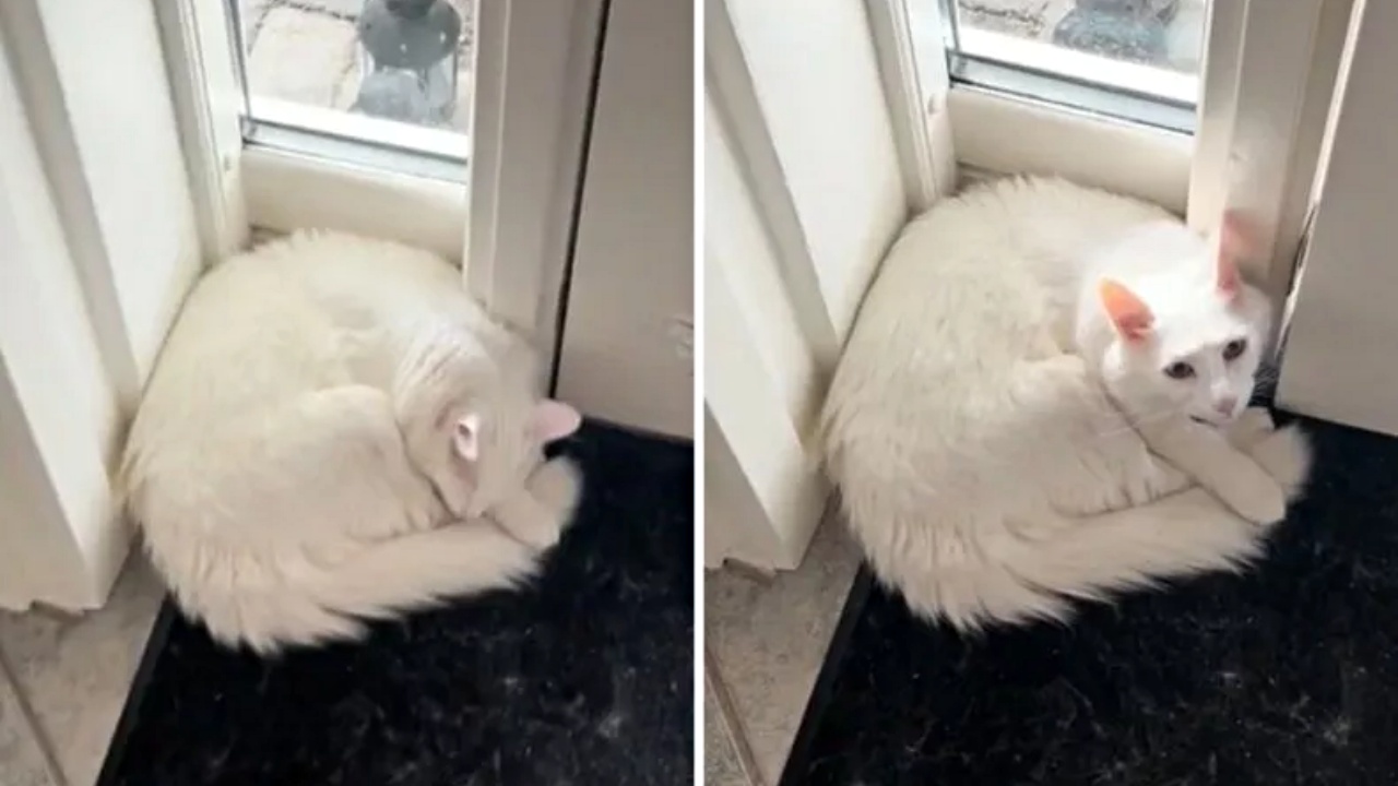 gatto sordo bianco dorme davanti alla porta