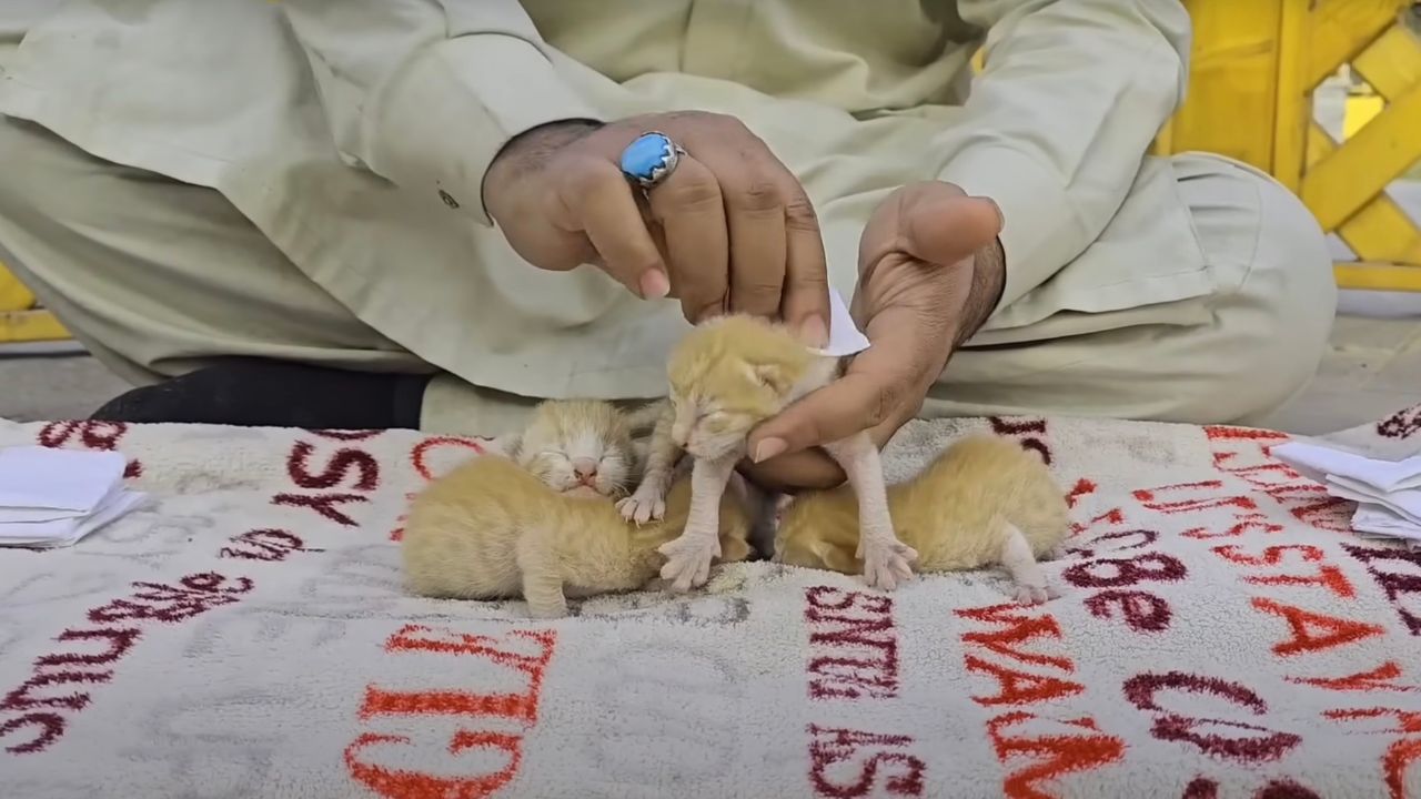 Piccoli gatti assistiti