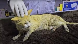 Il soccorritore è quasi scoppiato in lacrime vedendo la mamma gatta praticamente in fin di vita e tutti i suoi piccoli gattini- Video