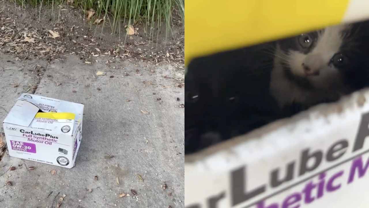 gatto abbandonato in una scatola