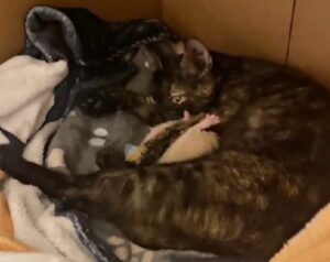 La mamma gatta che ha partorito sotto un’auto e ha perso tre dei suoi piccoli adesso è finalmente al sicuro