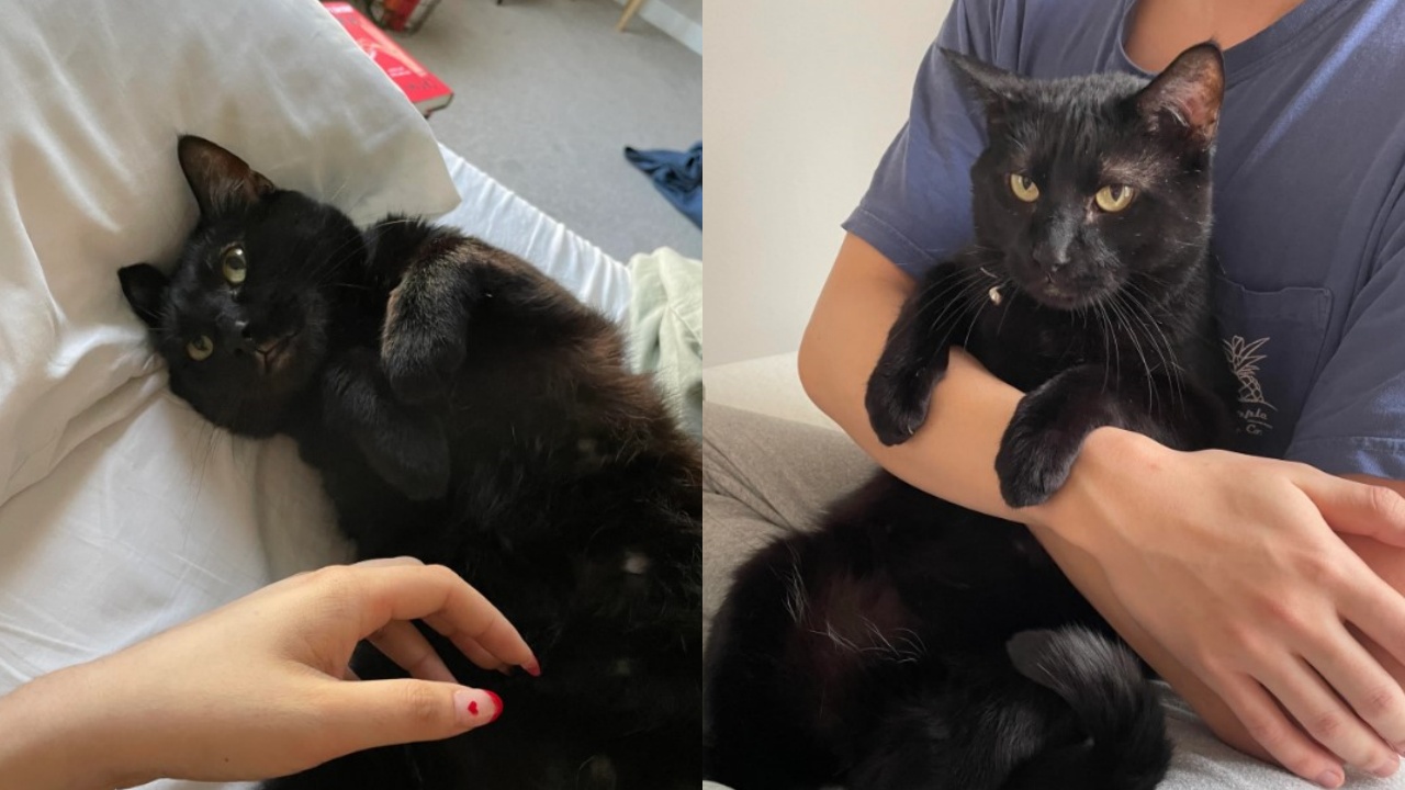 gatta nera scappata di casa