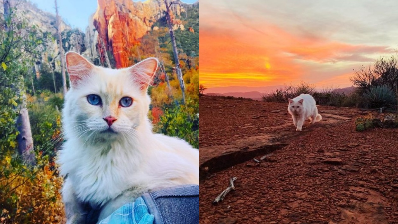 gatto che ama la montagna