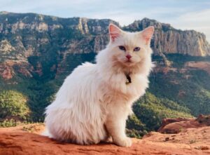 Lui è Shugghie, un gatto di montagna: ama le escursioni e la vita all’aria aperta più di ogni altra cosa
