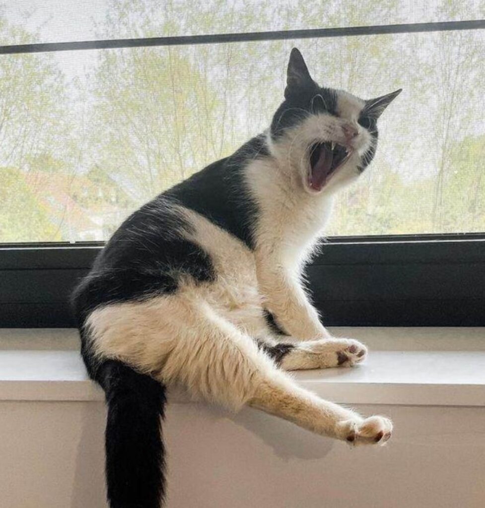 un gatto che sbadiglia