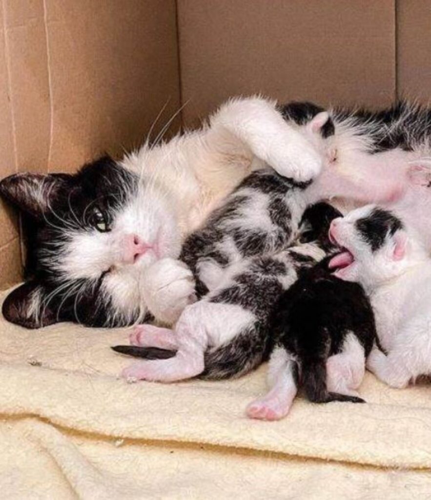 Luna insieme ai suoi gattini