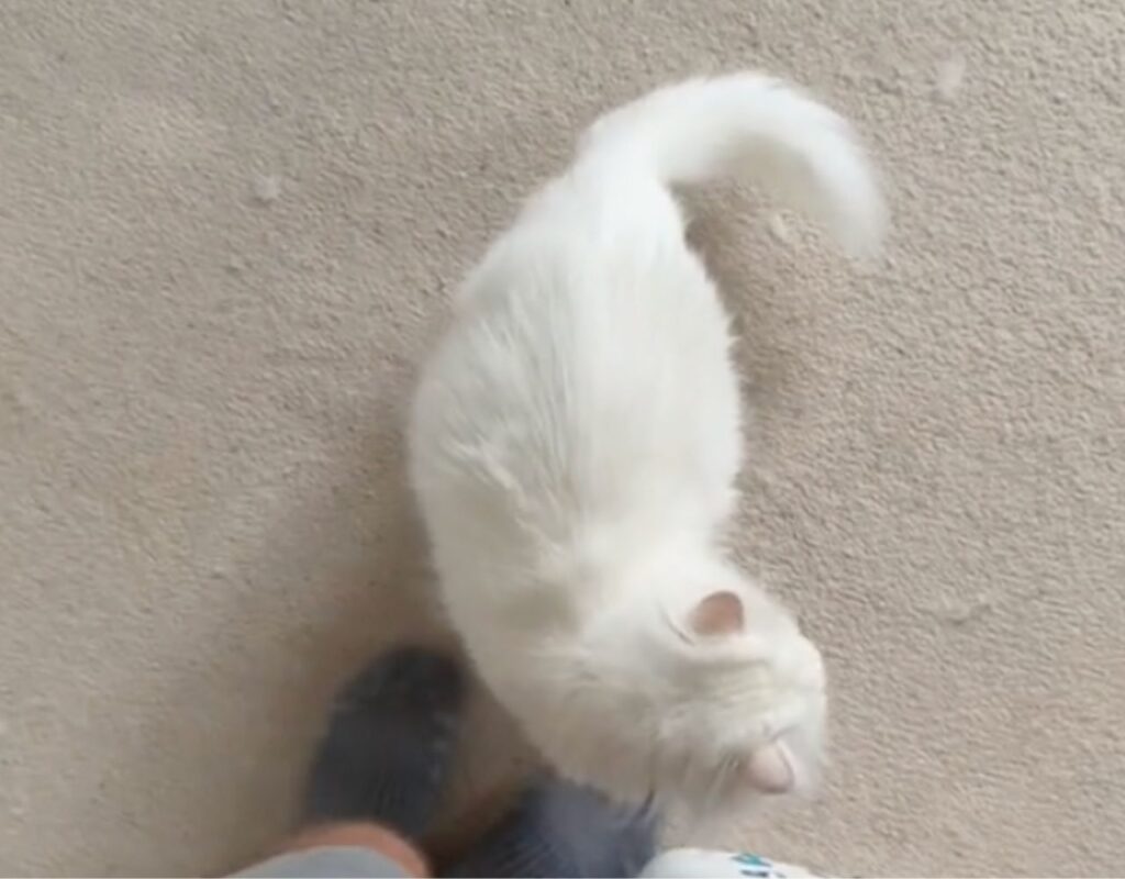 gatta bianca 